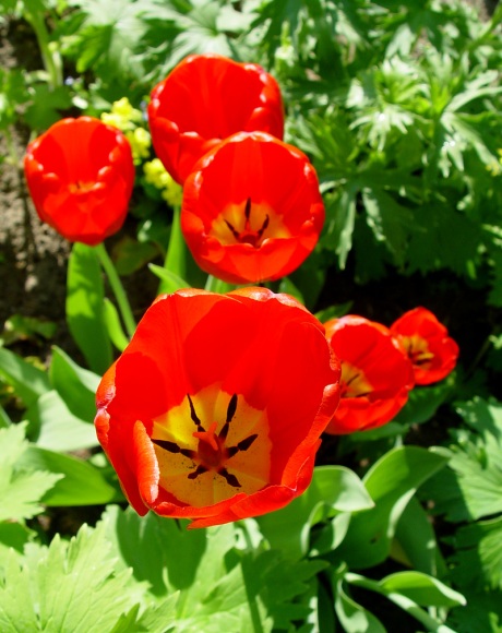tulipany1
