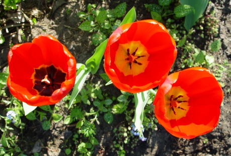 tulipany2