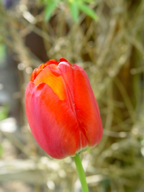 tulipany4