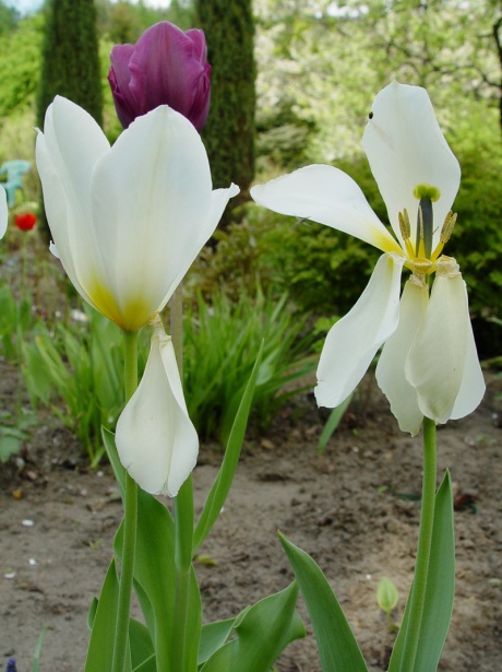 tulipany4