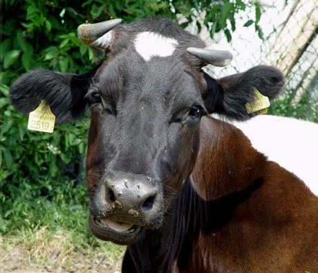 krowa1