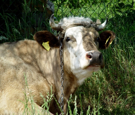krowa2
